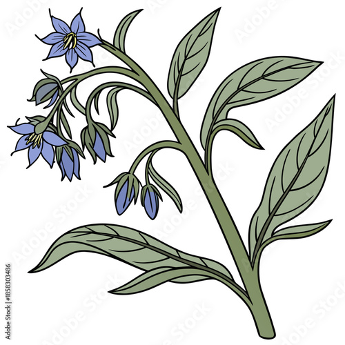 comfrey borage edible  on white background