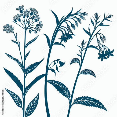 comfrey borage edible silhouette flower