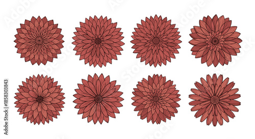 Set of eight identical red dahlia flower heads arranged in two rows isolated on a white background for floral design work.