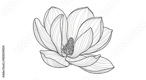 Beautiful hand drawn sketch of a blooming magnolia flower with detailed petals and center isolated on a white background.