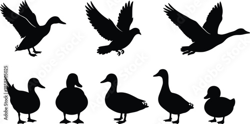 Duck silhouette collection showing flying and standing ducks isolated on white background wildlife waterfowl bird vector illustration set