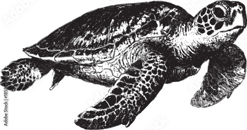 Detailed vector illustration of a sea turtle in black and white. Realistic art depicting the creature swimming in its natural underwater environment.