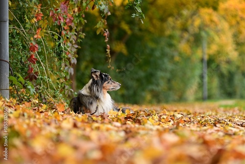 Schöner Hütehund liegt ruhig im bunten Herbstlaub unter hängenden Weinranken