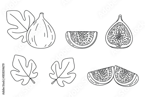 Fig vector set line art with fruit, leaf, slice, and fig fig isolated on transparent background