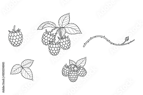 Raspberry set isolated on transparent background hand drawn outline style vector illustration
