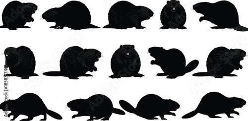 Beaver silhouettes collection, wild rodent animal poses, aquatic mammal behavior, nature wildlife illustration, black detailed vector set