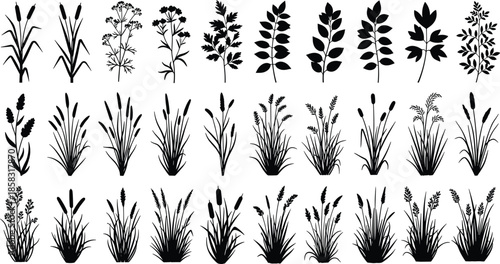 Botanical plant silhouettes collection, wild grass flowers leaves herbs set, black vector illustration isolated on white background