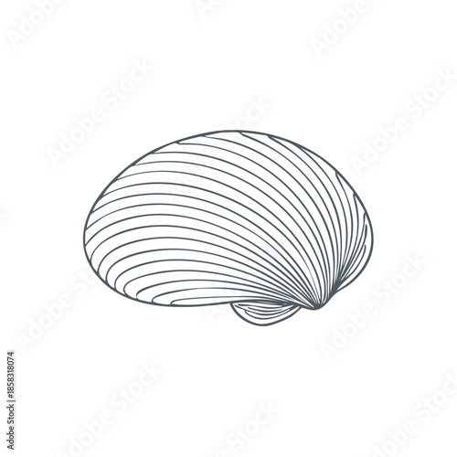 Simple Hand Drawn Shell Outline Art Illustration of Seashell on Plain Background