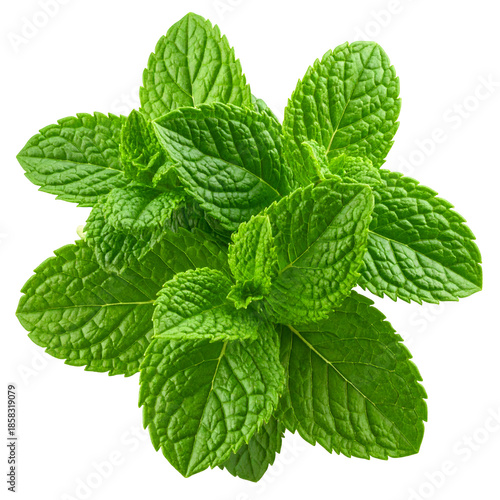 Lush, vibrant sprig of fresh, green mint leaves against a transparent background