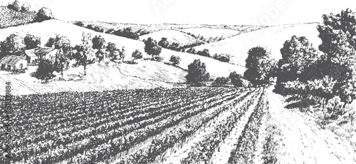 Vineyard landscape in black and white, featuring rolling hills and trees. This graphic vector illustration captures the essence of nature.