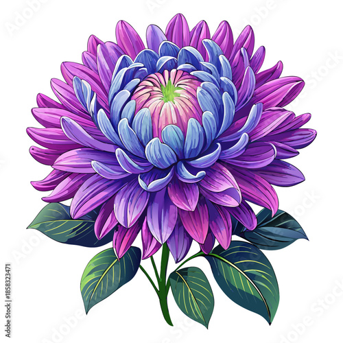 Purple Chrysanthemum Flower with Green Leaves Vector Illustration