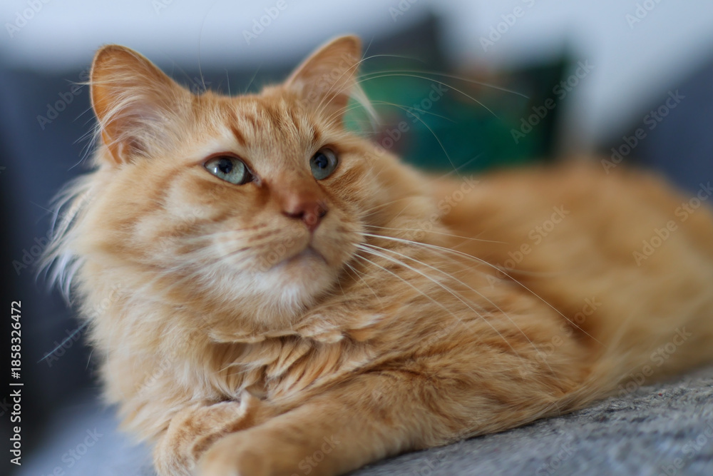 Obraz premium Majestic ginger cat with piercing green eyes
