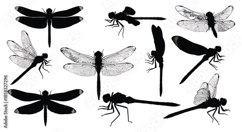 Dragonflies in various poses and styles black silhouettes