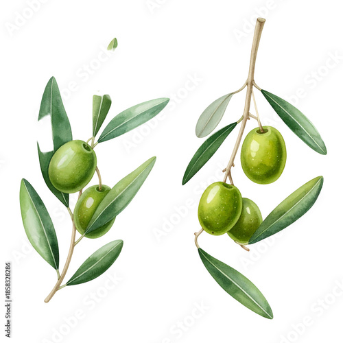 Watercolor illustration of two olive branches, green fruit and leaves on black background