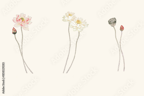 Soft Zen Lotus Botanical Illustration