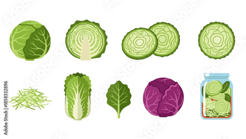 Detailed illustration of various types and preparations of cabbage, including green, red, Napa, shredded, sliced, and pickled forms.