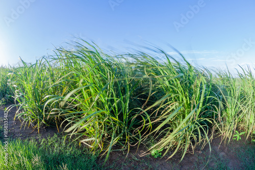 Farm Sugar Cane Crops Wind Motion Blurs Agriculture Landscape
