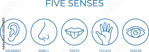 Five senses icons illustration, hearing smell taste touch vision symbols, human sensory system infographic design for education science healthcare presentation