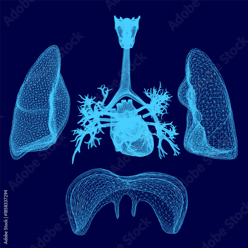 A detailed wireframe diagram of the human respiratory system highlights the lungs, bronchi, and trachea against a blue background.