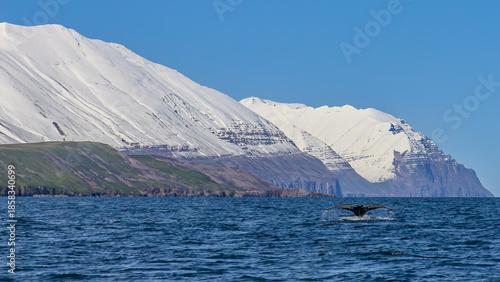 Wallpaper Mural Walbeobachtung Dalvik in Nordisland, Europa Torontodigital.ca
