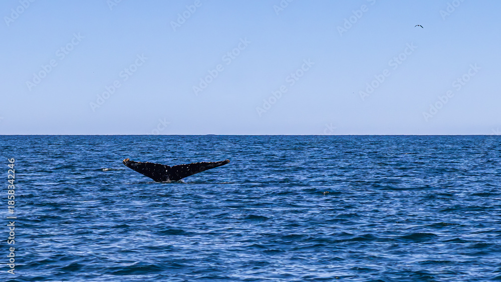 Fototapeta premium Whale watching in Dalvik, North Iceland, Europe
