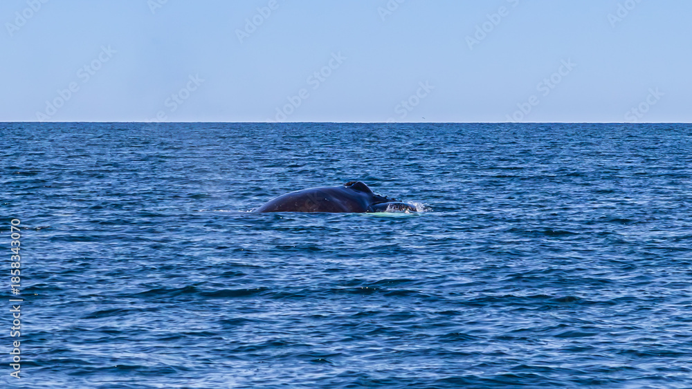 Fototapeta premium Whale watching in Dalvik, North Iceland, Europe