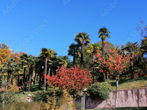 Park in summer, autumn, colorful trees, palm trees against the blue sky