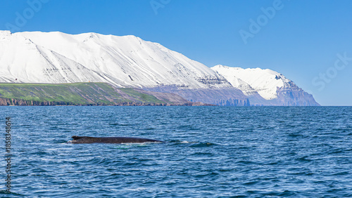 Wallpaper Mural Walbeobachtung Dalvik in Nordisland, Europa Torontodigital.ca