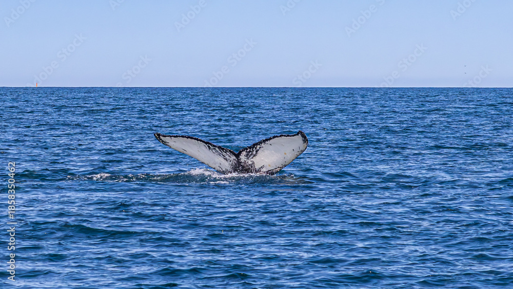Fototapeta premium Walbeobachtung Dalvik in Nordisland, Europa