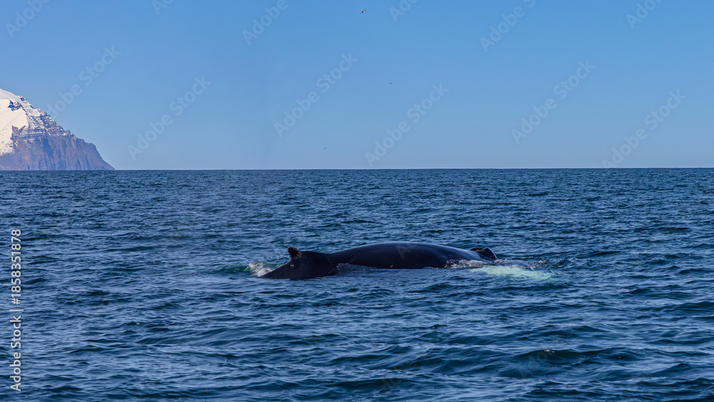 Fototapeta premium Walbeobachtung Dalvik in Nordisland, Europa