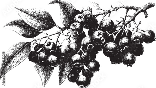 Blackberry fruit illustration with detailed leaves on the branch. Vintage botanical vector set showcasing natural elements in monochrome.