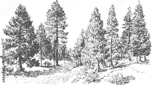 Trees illustrated in a natural forest setting, shown in black and white. Detailed vector illustration showcasing outdoor scenery and textures.