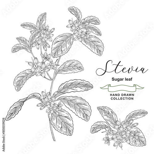 Stevia medical plant. Sweet leaf, also called sugar leaf. Vector illustration. Hand drawn.