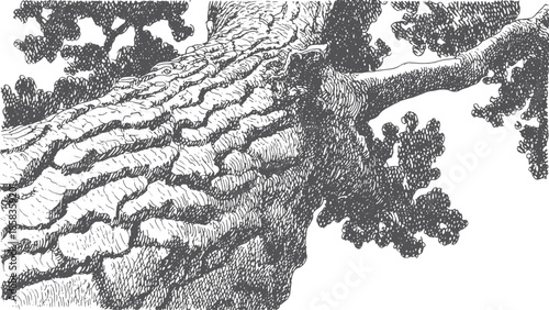 Tree bark with detailed texture. Black and white vector illustration showcasing natural elements in an outdoor setting.