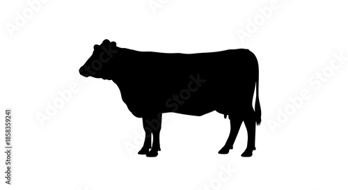 Cow silhouette on white background