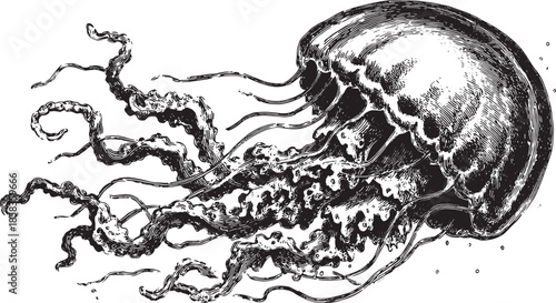 Vintage illustration of a jellyfish in black and white. This vector art displays the creature with elegant tentacles and simple contours.