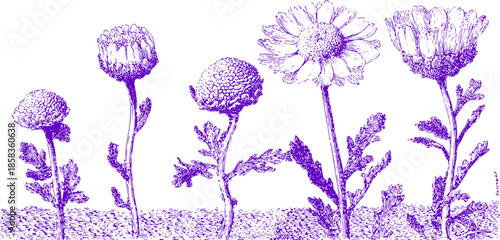 Botanical illustration of purple flowers in a vintage style. This set features detailed artistry in a high-quality vector format.