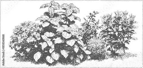 Botanical illustration set of various plants and herbs. Detailed black and white vector art showcasing lush foliage.