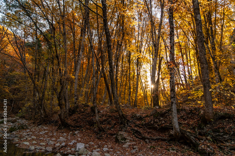 Fototapeta premium Autumn forest golden leaves sunset rays illuminate serene riverbed landscape