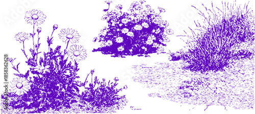 Floral illustration featuring daisies and grass. Detailed purple vector illustration set of plants and flowers on a white background.