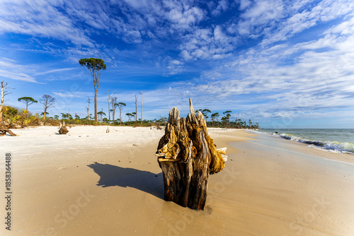 Scenic shoreline at Cape San Blas, Florida, featuring sunlit sand, scattered driftwood, and a prominent weathered stump against a calm Gulf backdrop