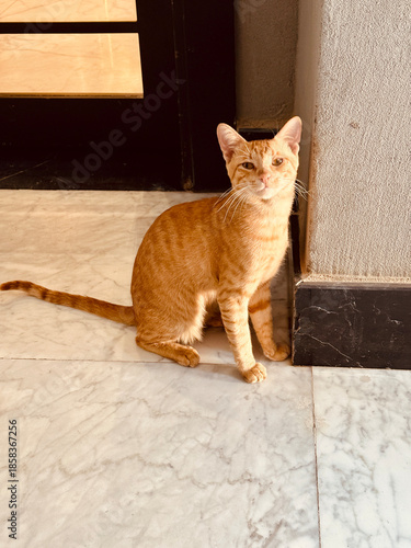 Ginger tabby cat sitting on marble floor near doorway, looking at camera with curious expression, warm indoor sunlight and friendly domestic pet portrait