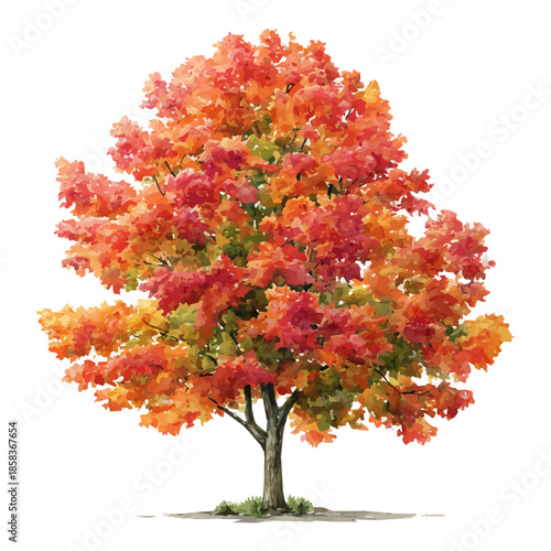 Sugar Maple Tree watercolor vector, hand-painted style, high-quality illustration isolated on white background.