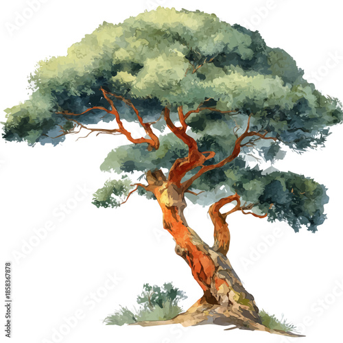 Juniper Tree watercolor drawing vector, premium quality illustration on a clean white background.