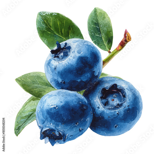 Watercolor Blueberry vector, artistic painting style, high-resolution illustration on a pure white background.