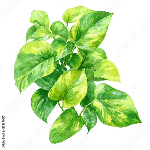 Watercolor painting of Jade Pothos, detailed and artistic vector illustration on a white background.