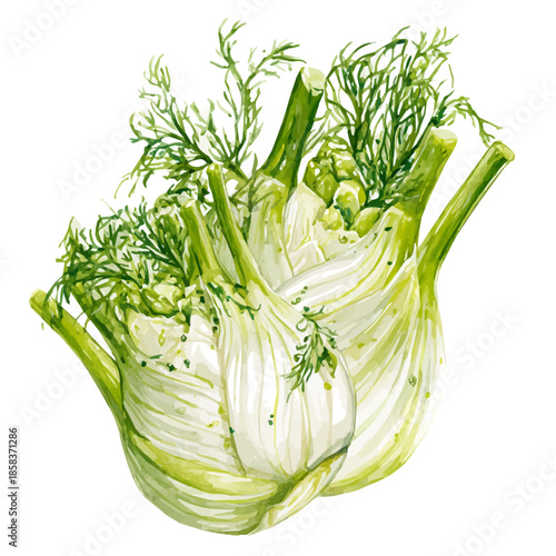 Stylized watercolor Fennel Salad vector, modern artistic illustration with high-quality details on a pure white background.