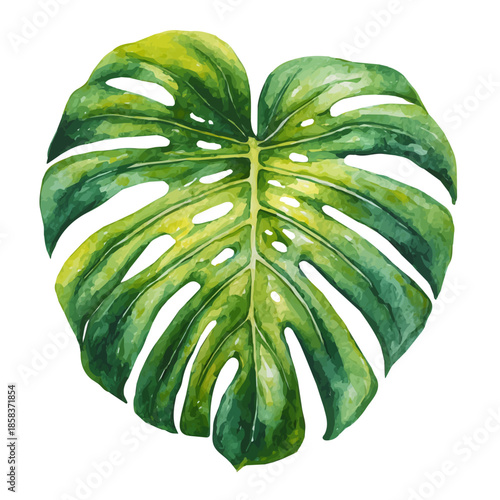 Monstera Leaf watercolor drawing vector, premium quality illustration on a clean white background.