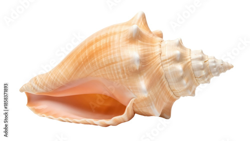 Cuadro en lienzo Isolated Seashell, Gastropod, Spiral Shape of Nature from the Marine World