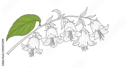 Hand drawn illustration of a flowering branch with bell shaped blossoms and a single green leaf isolated on white background.